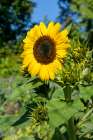 Issaquah, Washington State, USA. One open dwarf sunflower and several buds in a garden. Art Print